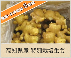 高知県産特別栽培生姜