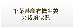 千葉県産有機生姜