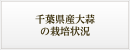 千葉県産大蒜